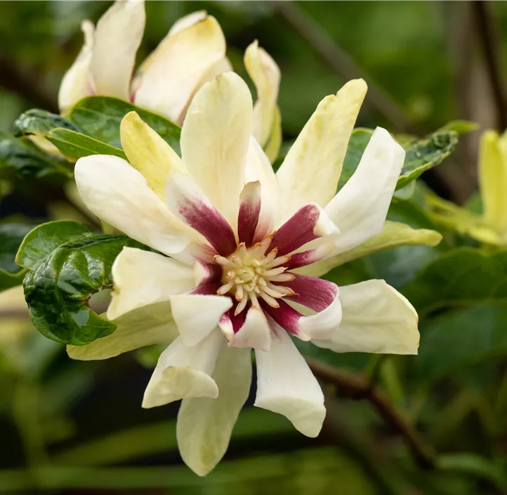 Calycanthus Venus Gewürzstrauch Venus Bellaflora