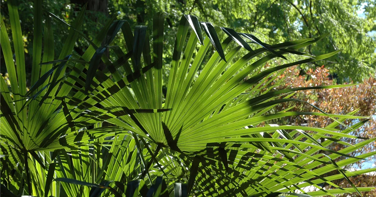 Washingtonia Robusta Mexikanische Washingtonpalme Bellaflora