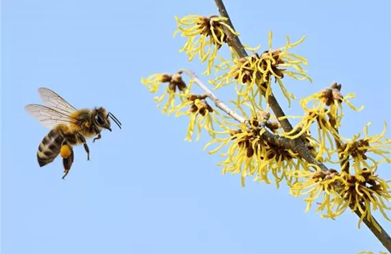KW 7-9 Zusatzthema - Bild - Hamamelis Biene.jpg KW 7-9 Zusatzthema - Bild - Hamamelis Biene.jpg