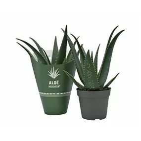Aloe Medivera® Equator