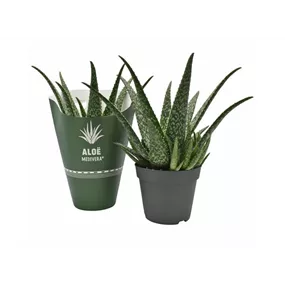 Aloe Medivera® Tropical