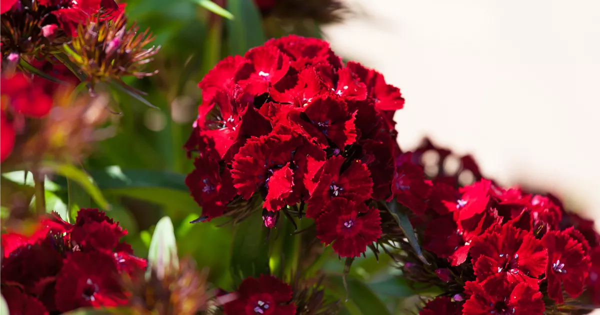 Dianthus barbatus Dash Crimson, Bartnelke 'Dash Crimson' - Bellaflora