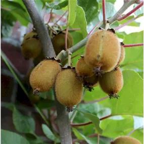Actinidia chinensis selbstfruchtend