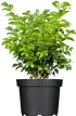 Grüne Balkonpflanzen