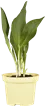 Gemüsepflanzen