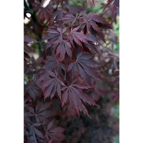 Acer palmatum Black Lace®