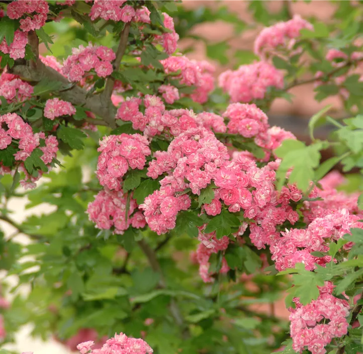 Crataegus laevigata Paul's Scarlet, Echter Rotdorn 'Paul´s Scarlet ...