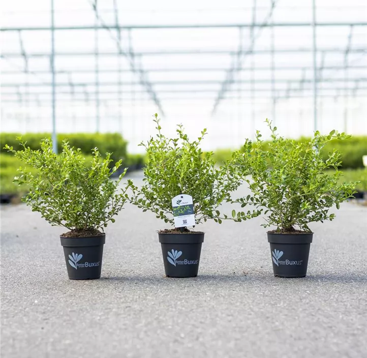 Buchsbaum Betterbuxus® 'Babylon Beauty'(s)