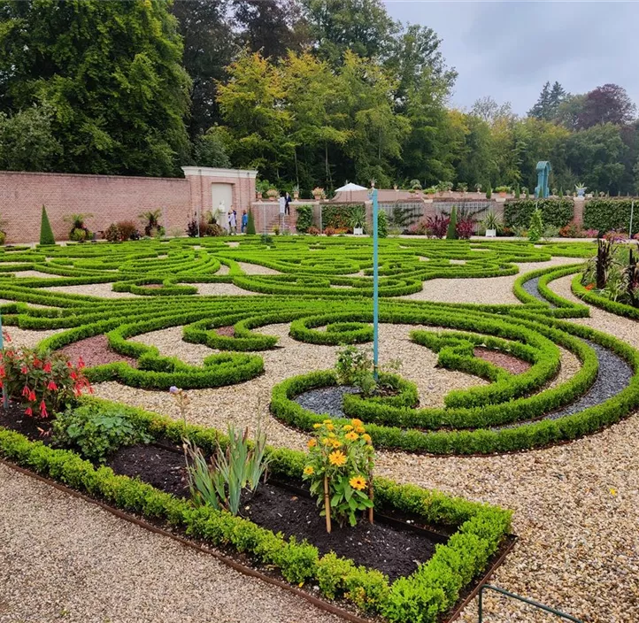 Buchsbaum Betterbuxus® 'Babylon Beauty'(s)