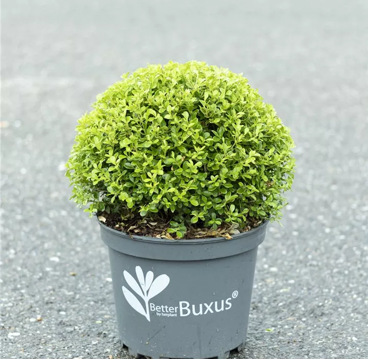 Buchsbaum Betterbuxus® 'Babylon Beauty'(s)