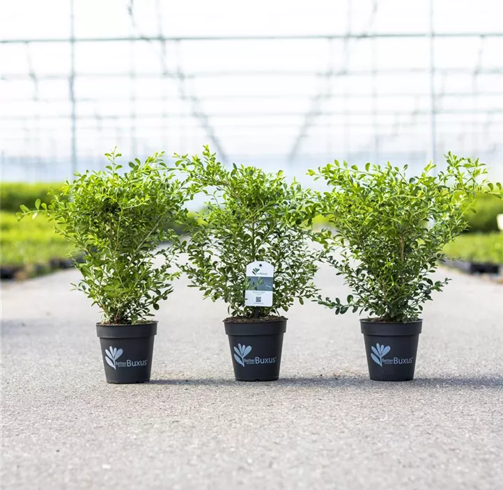 Buchsbaum Betterbuxus® 'Skylight'(s)