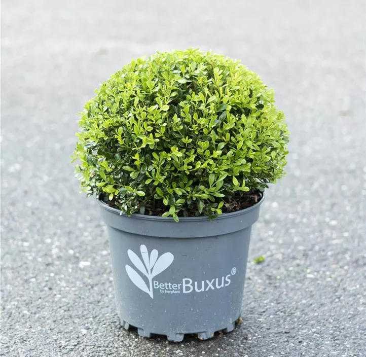 Buchsbaum Betterbuxus® 'Skylight'(s)