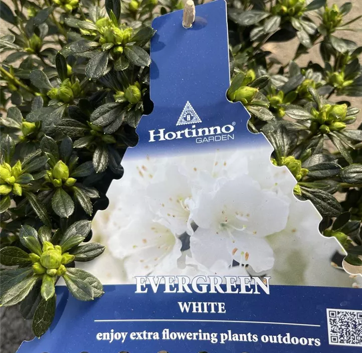 Japanische Azalee Hortinno® Evergreen