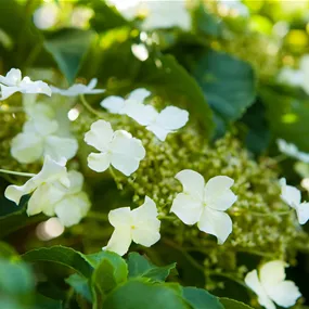 Hydrangea anomala Petiolaris