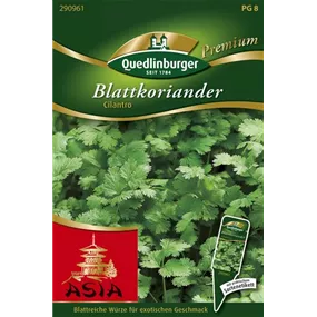 Blattkoriander Cilantro