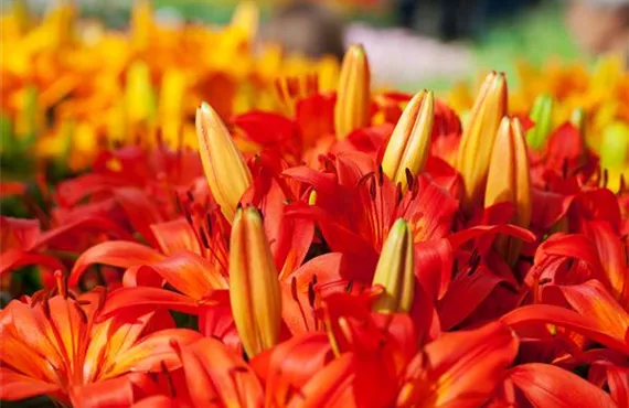 Lilium 'Orange Matrix'