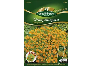 290_290993_4050422909937_Orangen-Tagetes Orange GEM-VS.jpg