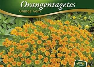 290_290993_4050422909937_Orangen-Tagetes Orange GEM-VS.jpg