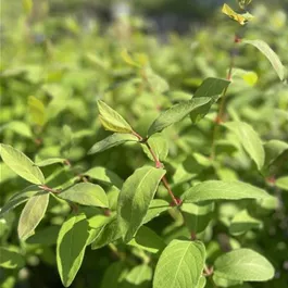 Lonicera kamtschatica Altaj