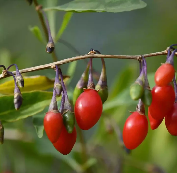 Gojibeere 'Big Lifeberry'®