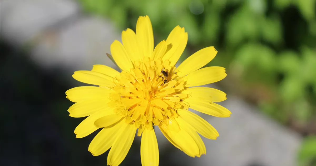 Rewisa Tragopogon orientalis, Östlicher Wiesen-Bocksbart - Bellaflora