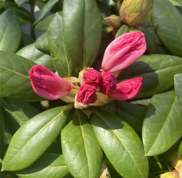 Rhododendron