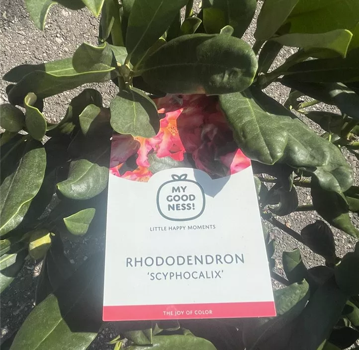 Rhododendron