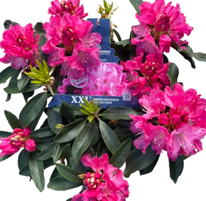 Rhododendron 'XXL'