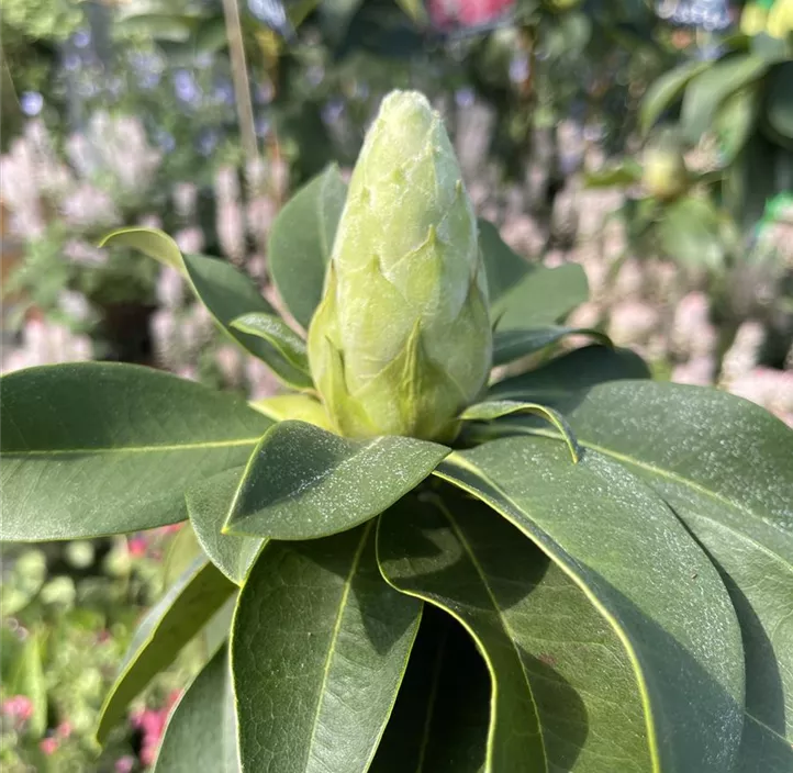 Rhododendron 'XXL'