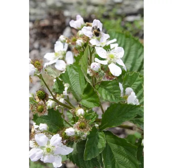 Brombeere 'Black Satin'