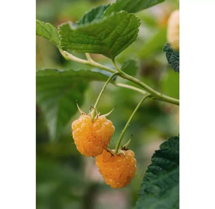 Himbeere 'Primeberry® Autumn Sun®'