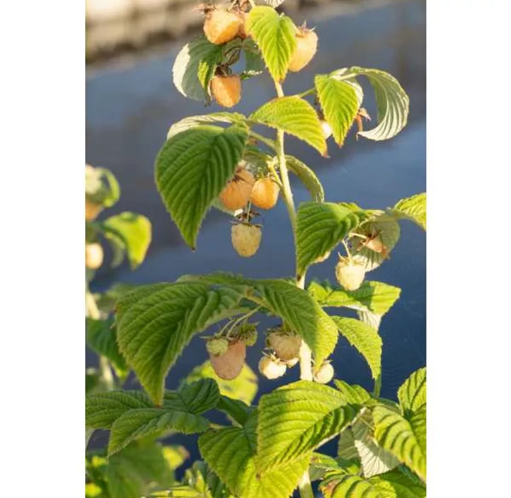 Himbeere 'Primeberry® Autumn Sun®'