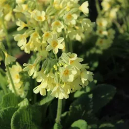 Rewisa Primula elatior