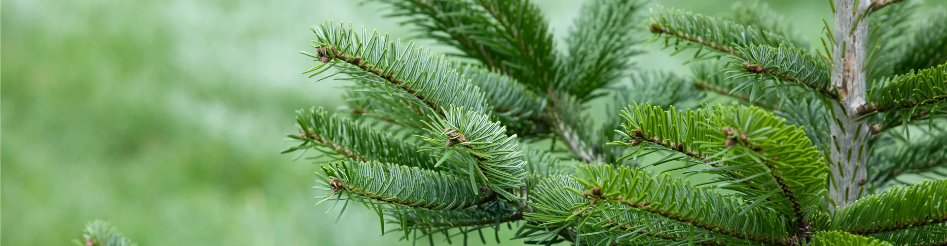 Weihnachtsbäume - Bellaflora