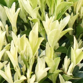 Euonymus japonicus 'Paloma Blanca' sense