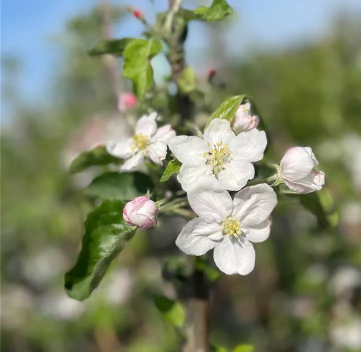 Säulenapfel 'Redcats'®