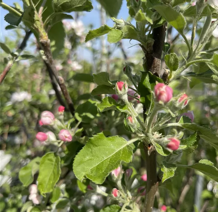 Apfel 'Summerred'