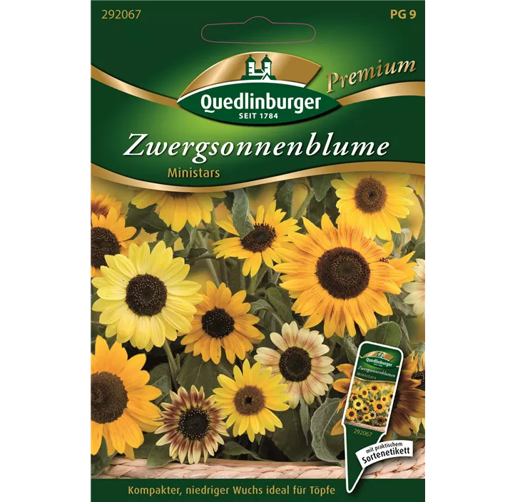 Zwergsonnenblumen Ministars