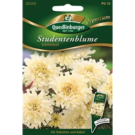 Studentenblumen Schneeball