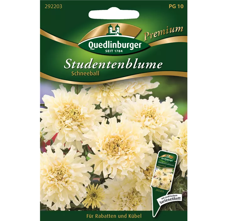 Studentenblumen Schneeball