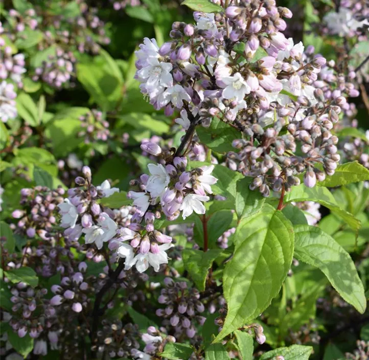 Deutzie 'Raspberry Sundae'