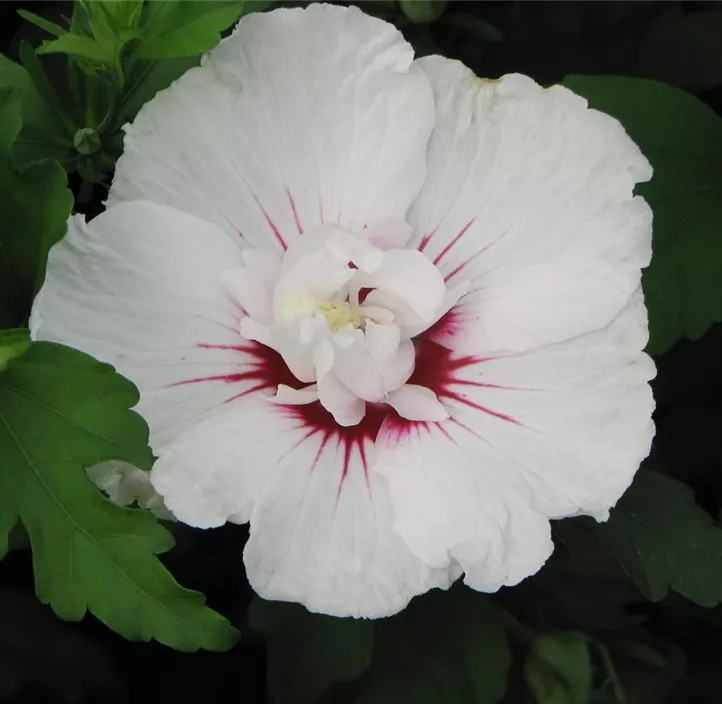 Hibiscus syriacus Bali, Garteneibisch 'Bali'® - Bellaflora