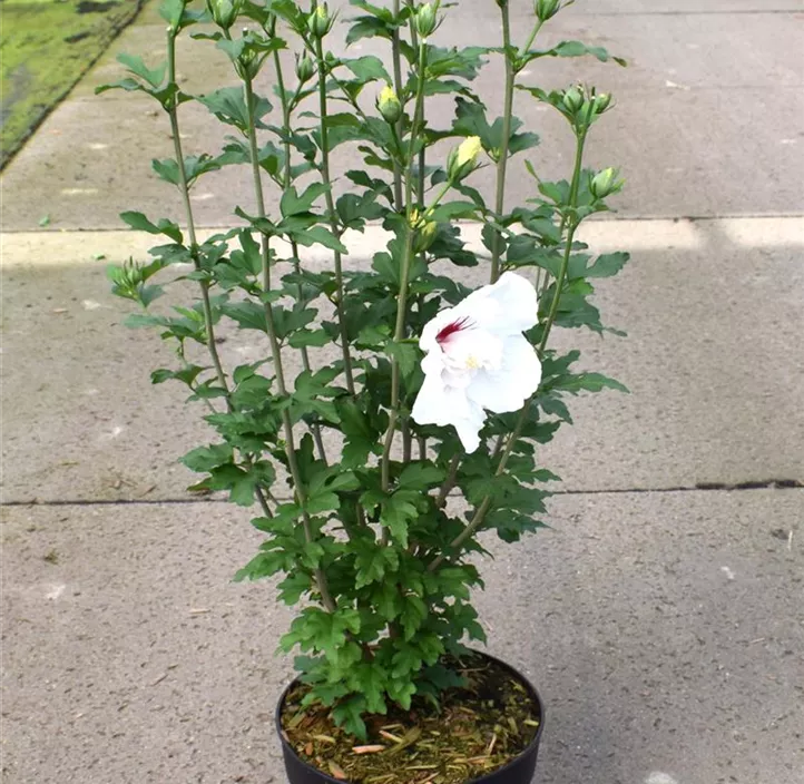 Hibiscus syriacus Bali, Garteneibisch 'Bali'® - Bellaflora