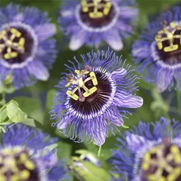 Passiflora Purple Rain