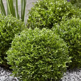 Lonicera nitida Garden Clouds Green Breeze Kugel