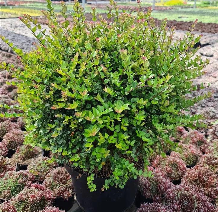 Heckenmyrte 'Garden Clouds® Copper Glow'