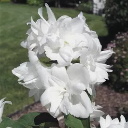 Philadelphus Minnesota Snowflake