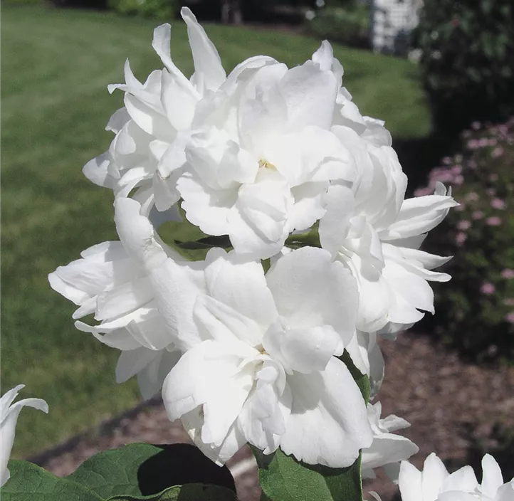 Gartenjasmin 'Minnesota Snowflake'