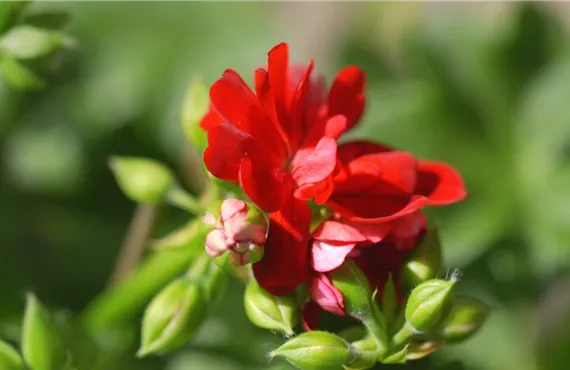 Pelargonie im Garten