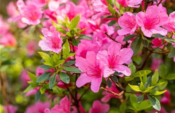 Rhododendron obtusum 'Madame Albert van Hecke'